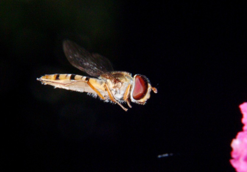 Le meraviglie  Sirfide in volo.